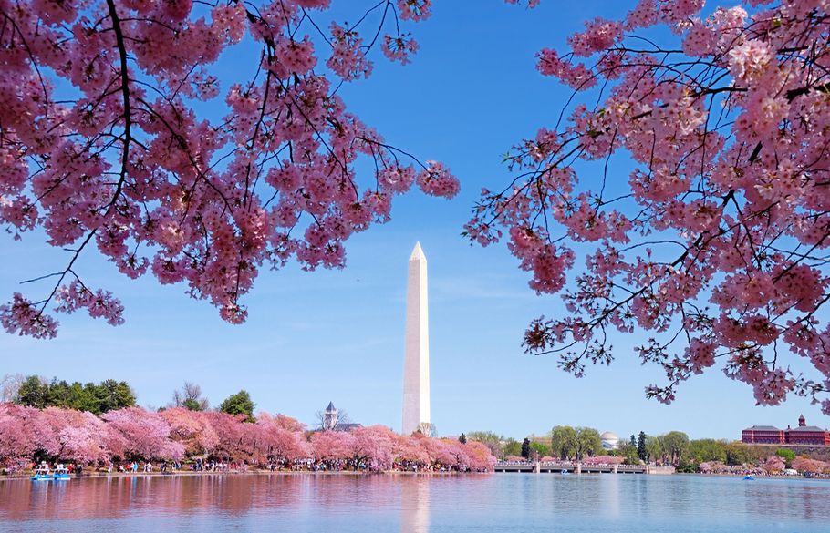 Una espuma de flores rosadas cubre el acceso al obelisco del Monumento a Washington.