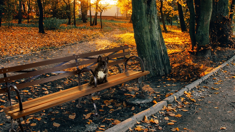 A dog sitting on a ThermoWood park bench.